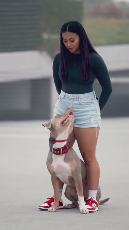 Superdog Collar