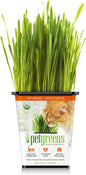 Pet Greens Organic Cat Grass